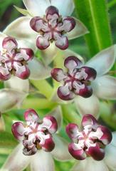 Asclepias crassinervis