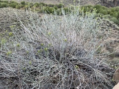 Ericameria nauseosa speciosa