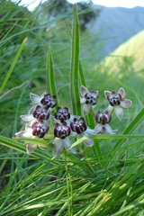 Asclepias crassinervis