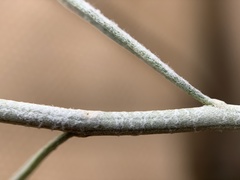 Ericameria nauseosa speciosa