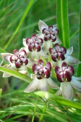 Asclepias crassinervis