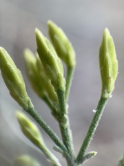 Ericameria nauseosa speciosa