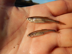 Leucaspius delineatus