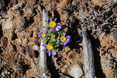 Felicia minima