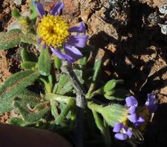 Felicia minima