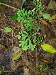 Selaginella willdenowii