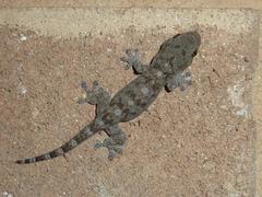 Homopholis walbergii