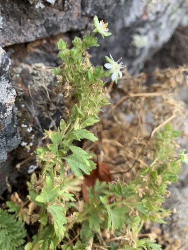 owyhee ivesia (Ivesia baileyi)