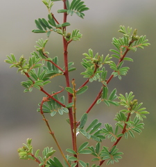 Indigofera inyangana