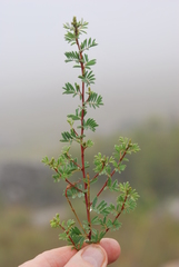 Indigofera inyangana