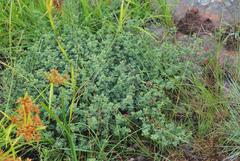 Indigofera inyangana