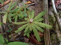 Biophytum dendroides