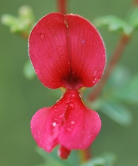 Indigofera inyangana