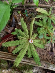 Biophytum dendroides