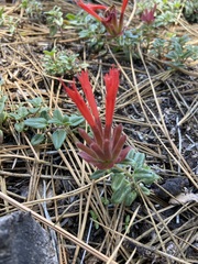 Monardella macrantha macrantha