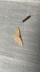 Pleuroprucha insulsaria