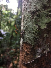 Ophiocordyceps kniphofioides