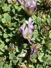 Trifolium wigginsii
