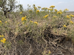 Chrysothamnus viscidiflorus lanceolatus