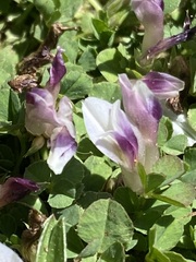 Trifolium wigginsii