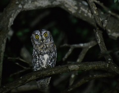 Otus senegalensis