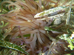 Periclimenes yucatanicus