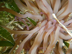 Periclimenes yucatanicus