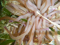 Periclimenes yucatanicus