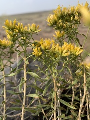 Chrysothamnus viscidiflorus lanceolatus