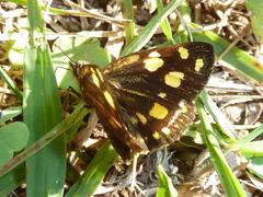 Metisella metis