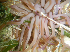 Periclimenes yucatanicus