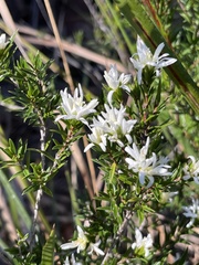 Pseudanthus pimeleoides