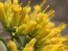 Chrysothamnus viscidiflorus lanceolatus