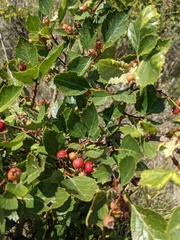 Crataegus succulenta