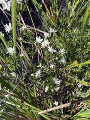 Pseudanthus pimeleoides
