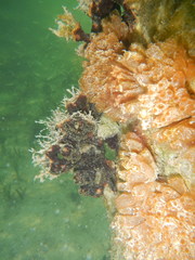 Ecteinascidia turbinata