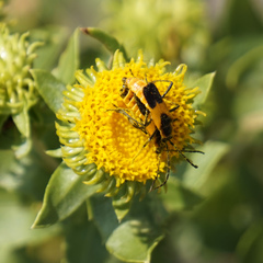 Chauliognathus basalis
