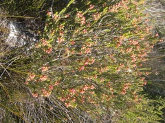 Passerina galpinii