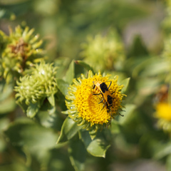 Chauliognathus basalis