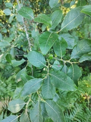 Salix caprea