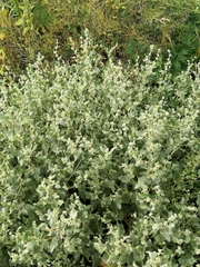 Atriplex sibirica