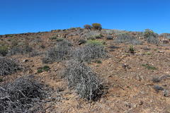 Cynanchum viminale thunbergii