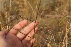 Bupleurum brachiatum