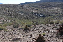 Aloidendron ramosissimum