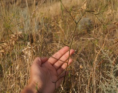Bupleurum brachiatum
