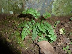 Asplenium stoloniferum