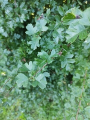 Crataegus monogyna