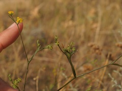 Bupleurum brachiatum