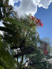 Delonix regia