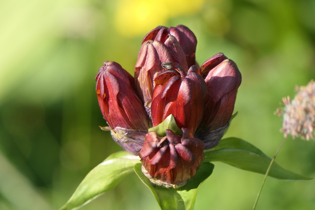 Purple Gentian